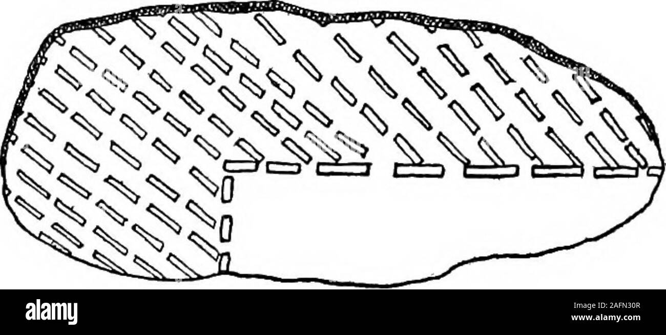 . Archaeologia Nova Caesarea. Fig. 7. Potsherd with unusual omartientation.. Fig. 8. Potsherd with unusual ornamentation. preserved. In fact, the disposition of pottery and imple-ments in the ground are best explained as having been in-tentionally associated with a body, every trace oi which hasabsolutely vanished. It is this that suggests how very longago, the Indian began burying his dead, in certain localities.The abundance of relics is not as popularly supposed indica-tive of a village site, but of a cemetery. That the perishable belongings of the deceased weredestroyed by fire, and animal Stock Photo