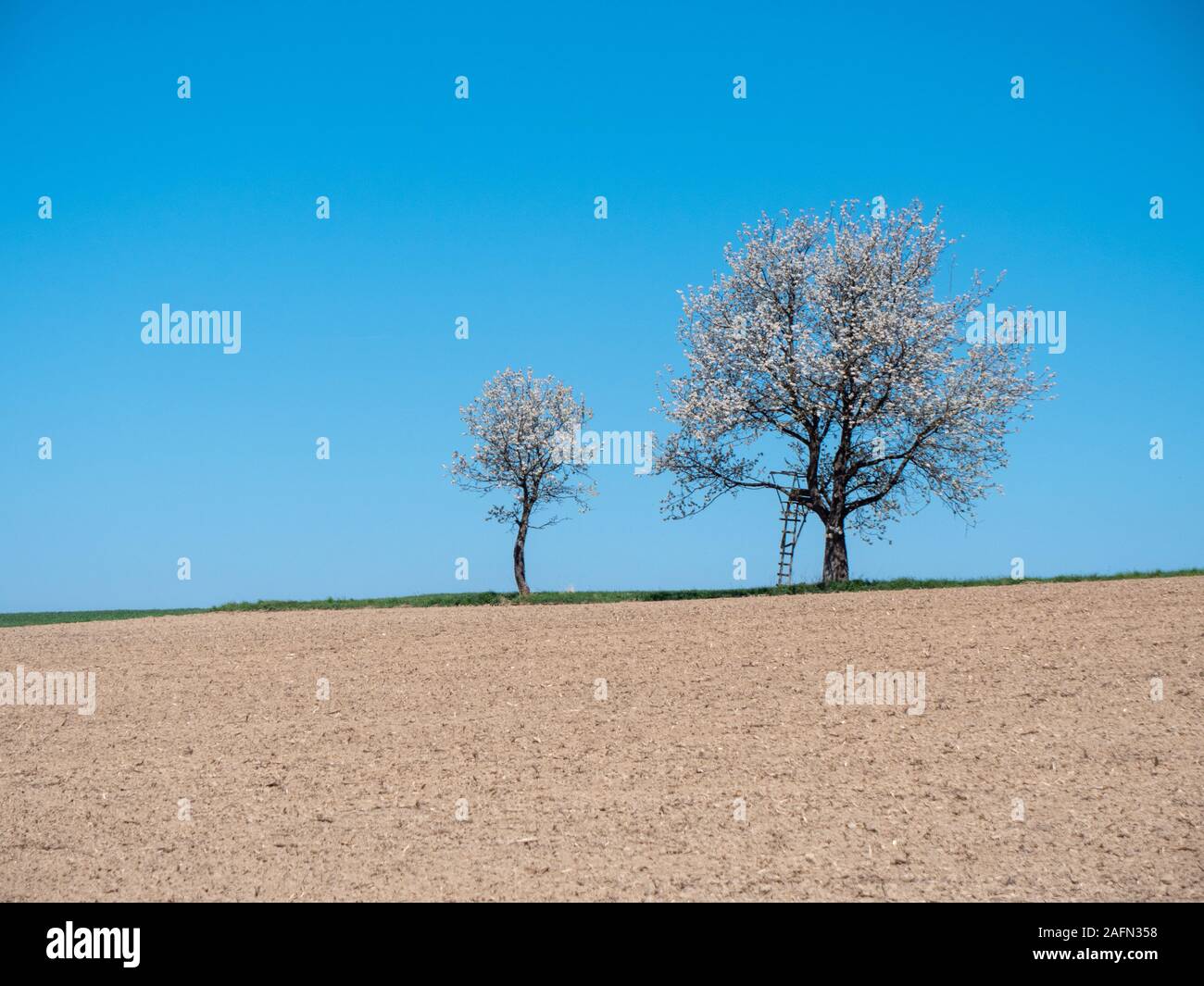 Two Cherry Trees in Full Bloom in a Field at the Scharten Cherry