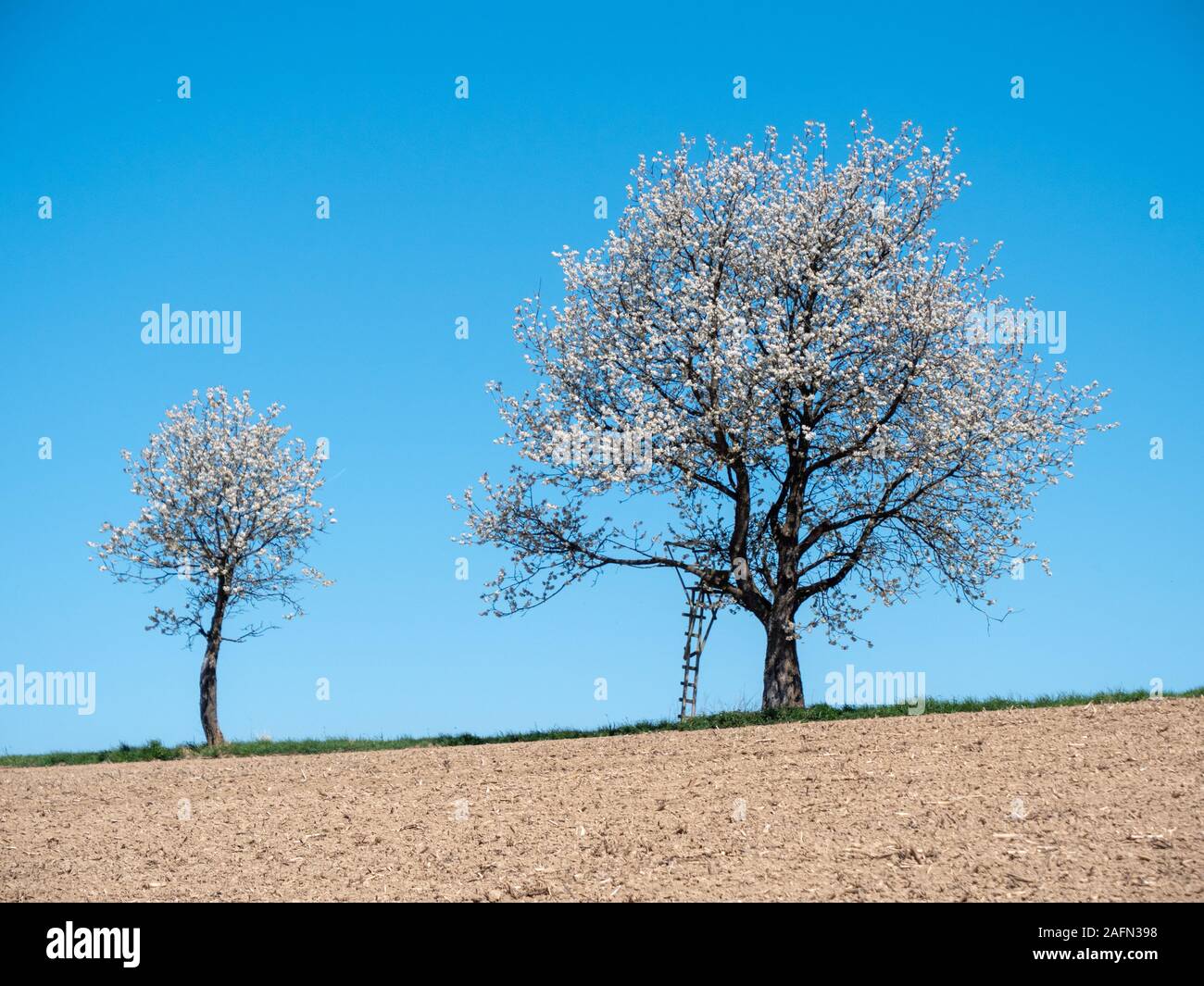 Two Cherry Trees in Full Bloom in a Field on the Cherry Blossom Hiking ...