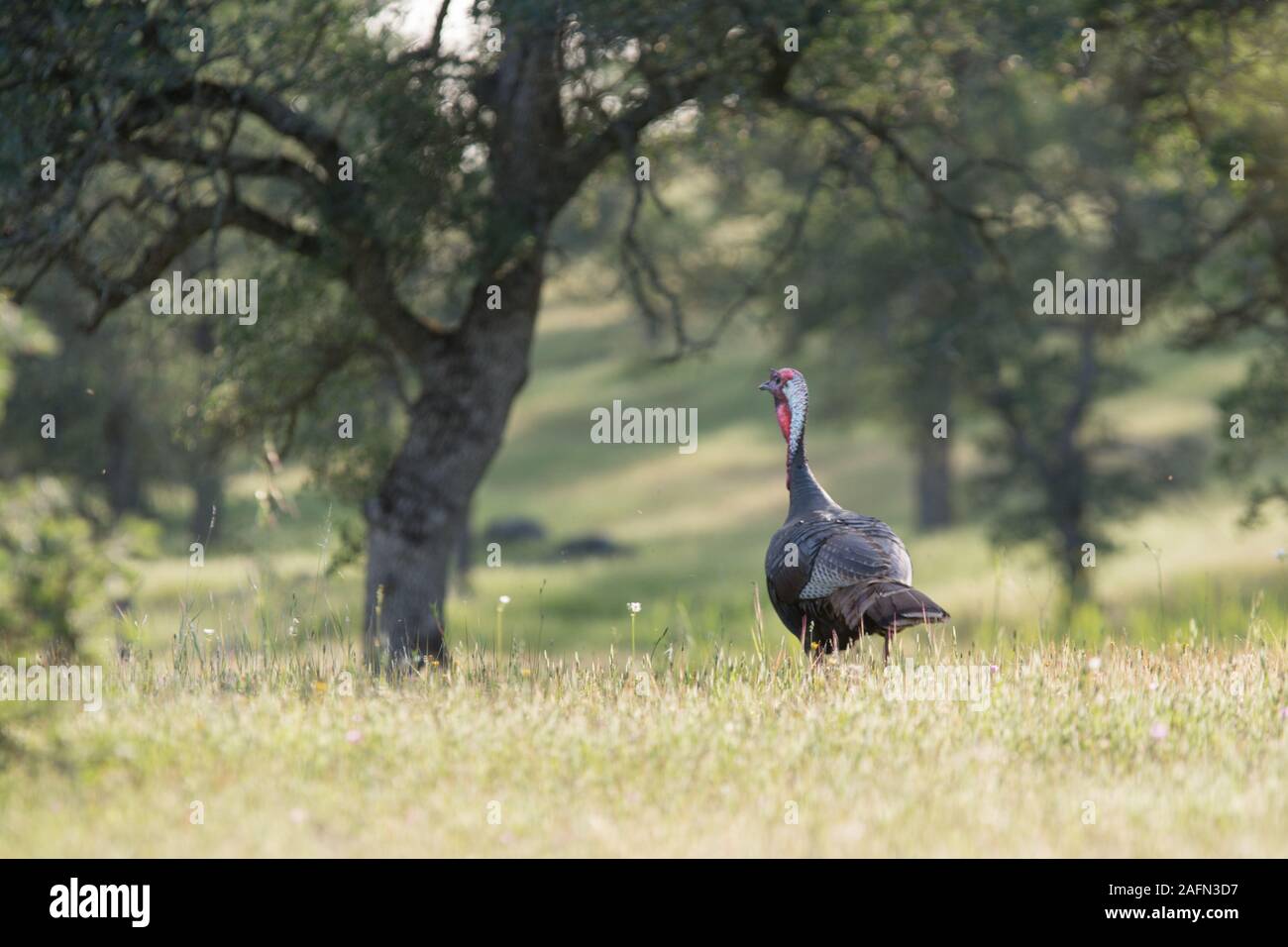 Wild turkey running through grasslands Stock Photo