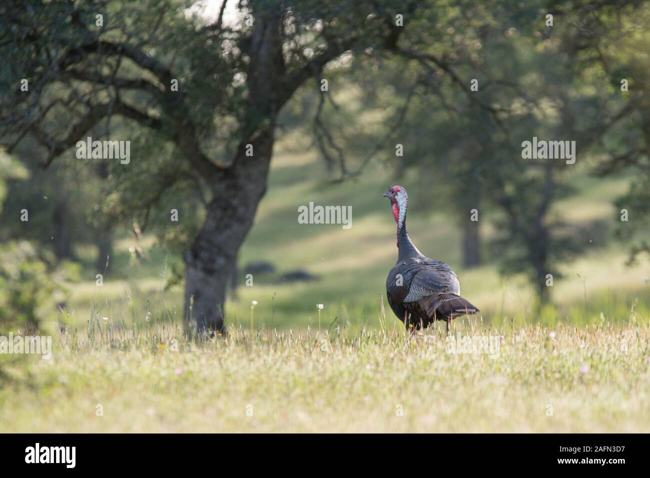 Wild turkey running through grasslands Stock Photo - Alamy