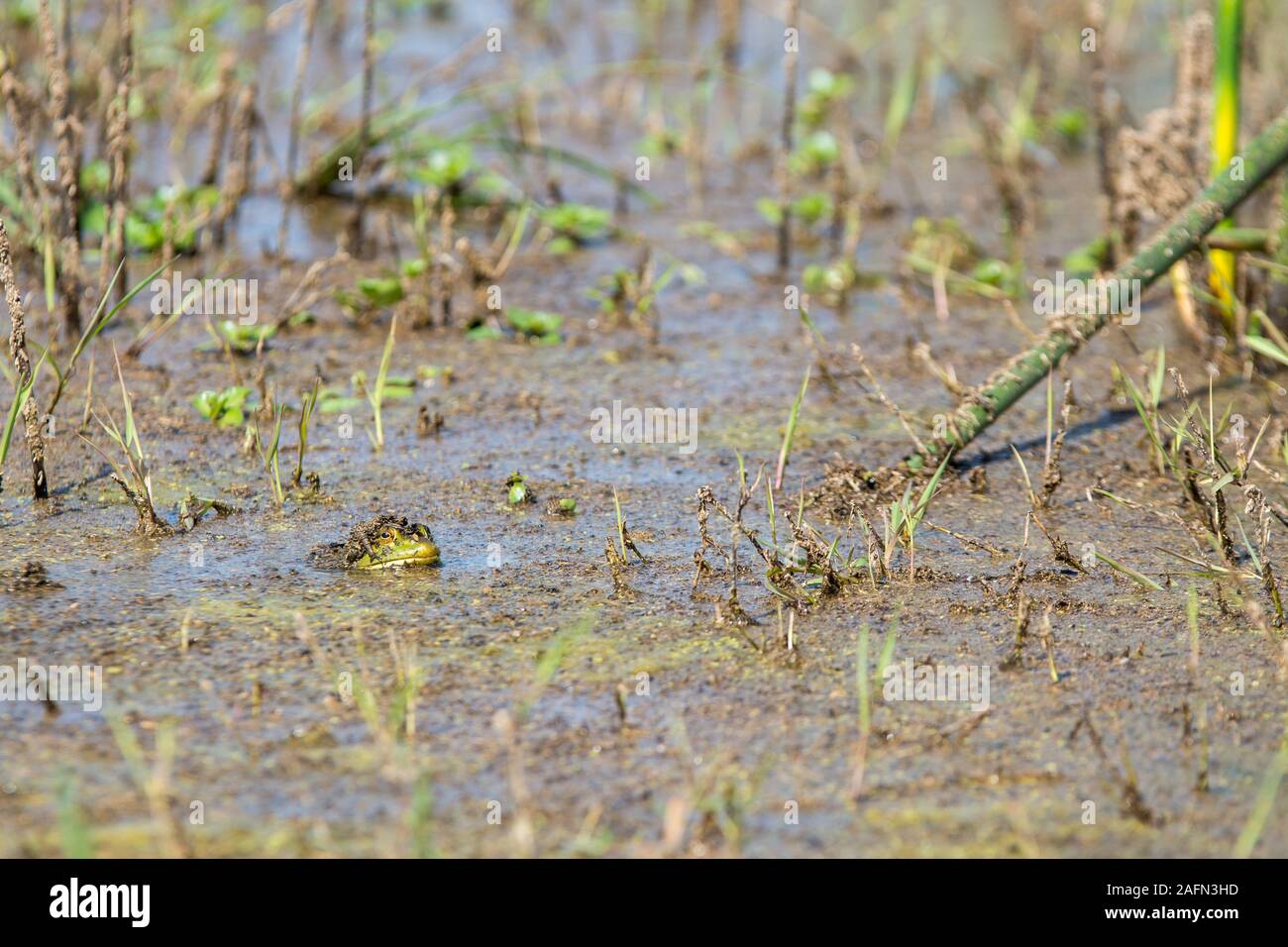 Bullfrog popping head out of water Stock Photo
