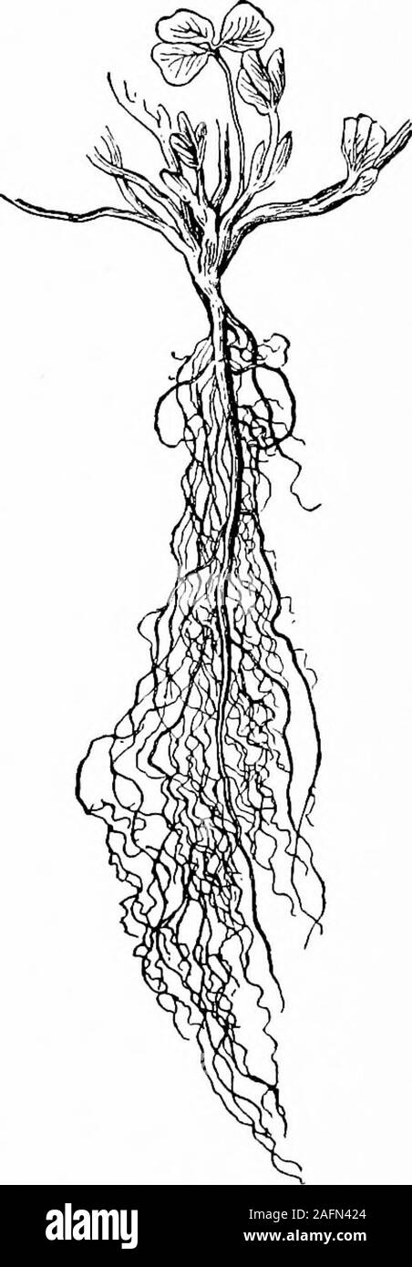 Fibrous root system in ground hi-res stock photography and images - Alamy