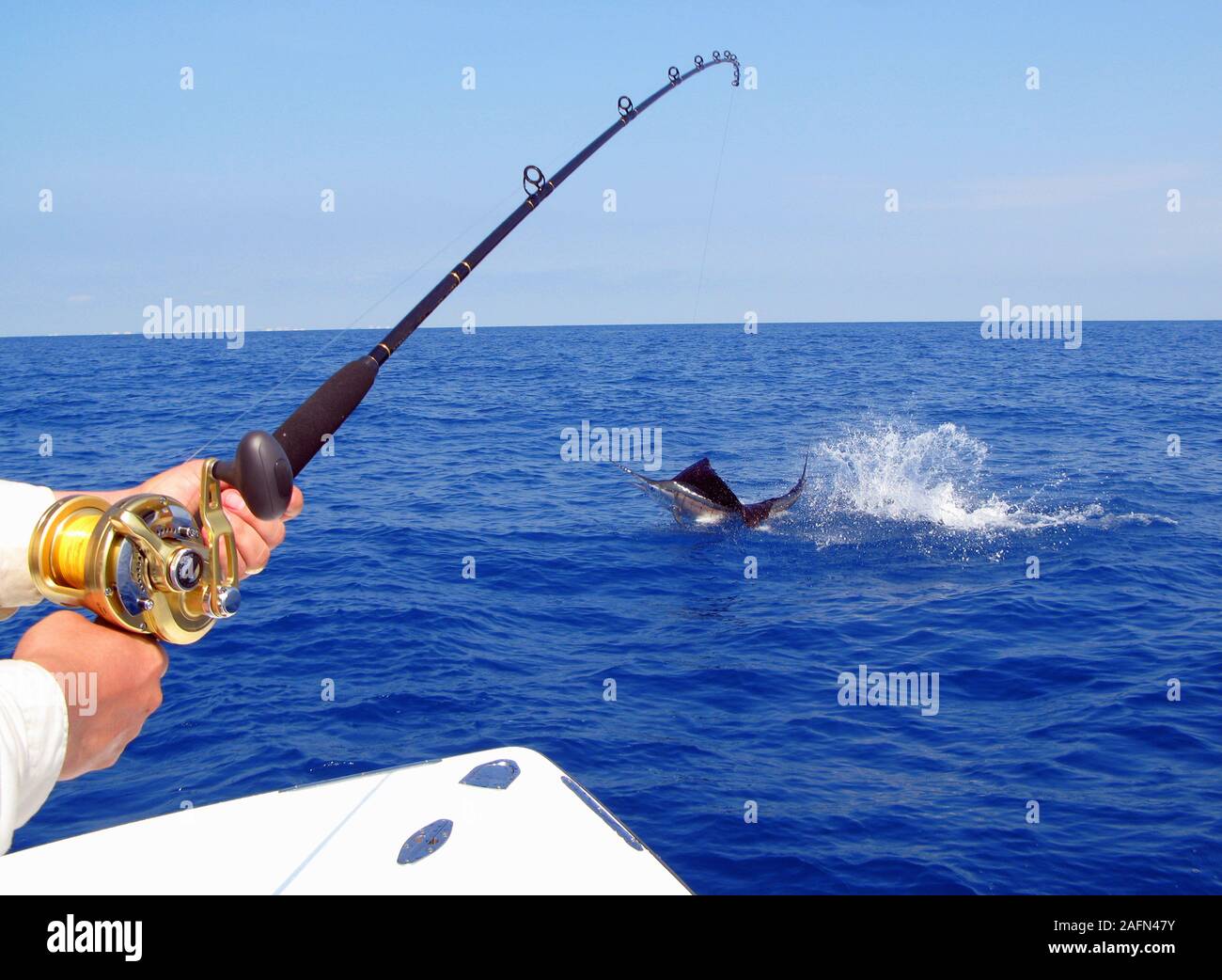 Model Released Photo.  Sailfish/marlin jumping while being caught while offshore fishing in the Atlantic Ocean off of Stuart, Florida. Stock Photo