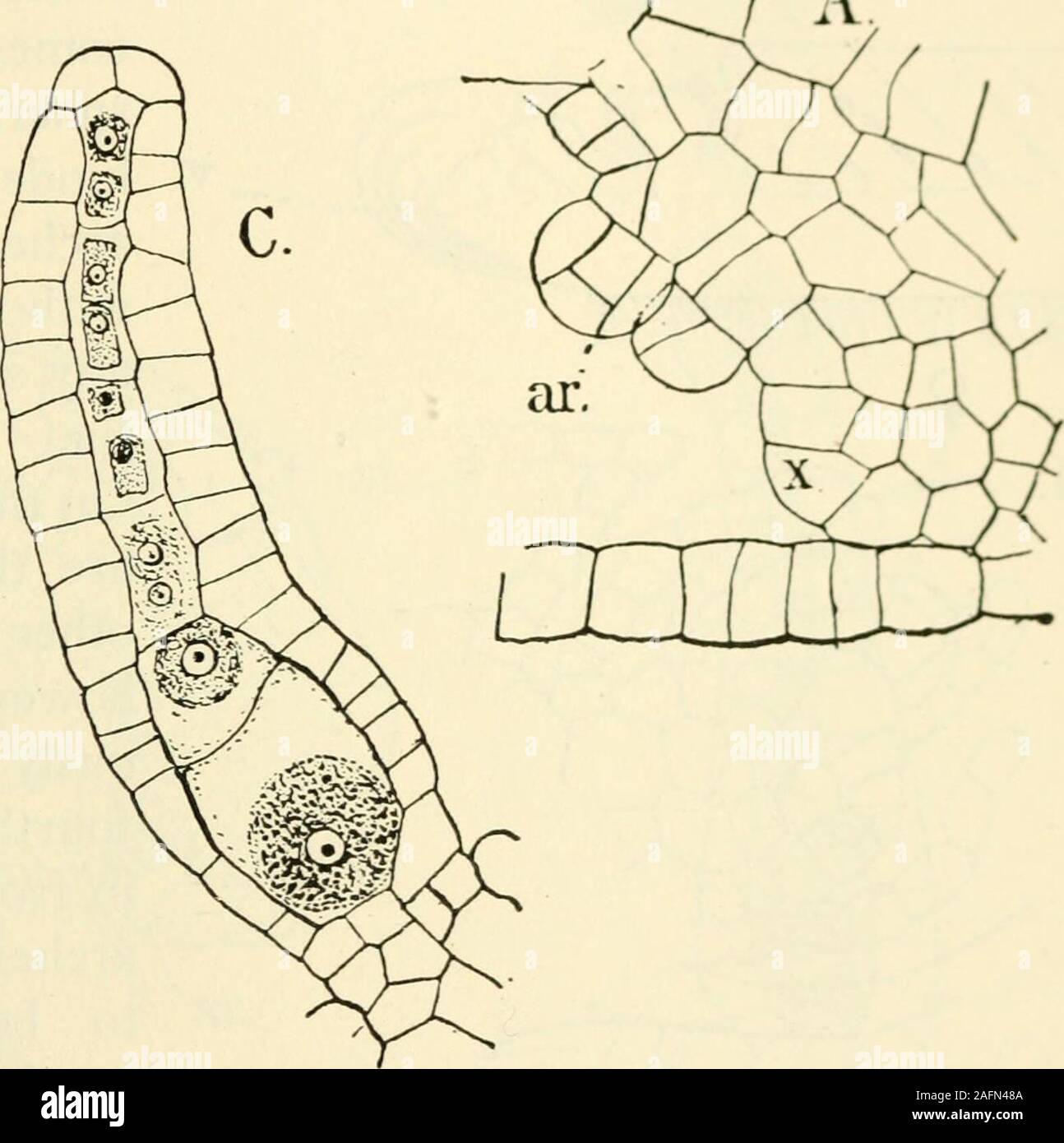 . The structure and development of mosses and ferns (Archegoniatae). Fig. 19.—Targionia hypophylla. A, Longitudinal section of the apex of the thallus,with young archegonia (ar), X525; x, the apical cell; B, young, C, older archc-gonium in longitudinal section; D, cross-section of the archegonium neck, X5-5- Stains very intensely. As the archegonium of Targioiiiamatures, its neck elongates rapidly and bends forward andupward, no doubt an adaptation to facilitate the entrance ofthe spermatozoid. A similar curving of the archegonium neckis observed in other forms wdiere the archegonium is upon t Stock Photo