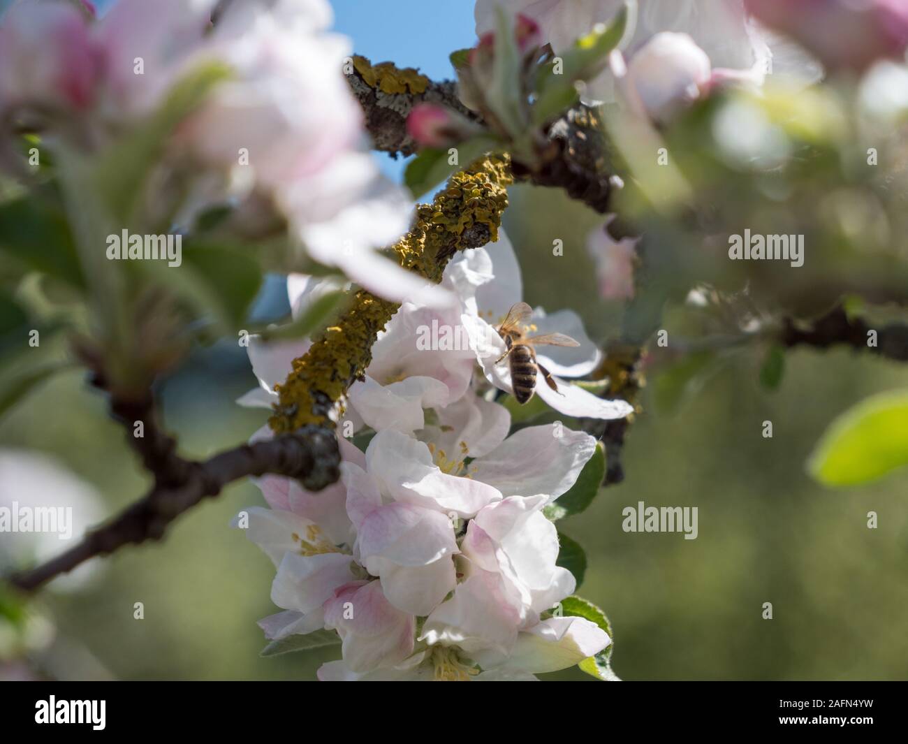 A Bee Feeding at a Pink Cherry Blossom Pollinating the Flower Stock ...