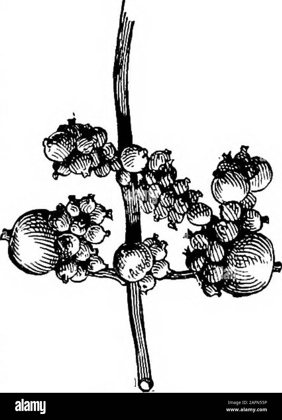 May baileys Cut Out Stock Images & Pictures Alamy