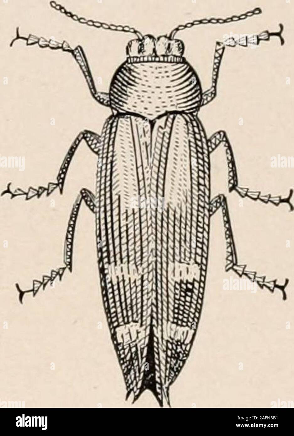 . Introduction to zoology; a guide to the study of animals, for the use of secondary schools;. n sheeps wool ; arepvov, the chest.2 Fig. 50. 3 /^a/epos, large ; finger. FIG. 50. — Macro-dactylus, therose-bug. Nat.size. Photo, byW. H. C. P. THE BEETLE AND ITS ALLIES 51. FIG. 51. — rujlpes, a metallicwood-borer. FromStandard NaturalHistory. roses, and other members of the plant family Rosaceae. The larvae of the May-beetles are the fat, whitish, bowed grubs which are often found in the spring in the soil where they have passed the winter. They are very destructive, for they feed on roots of gras Stock Photo