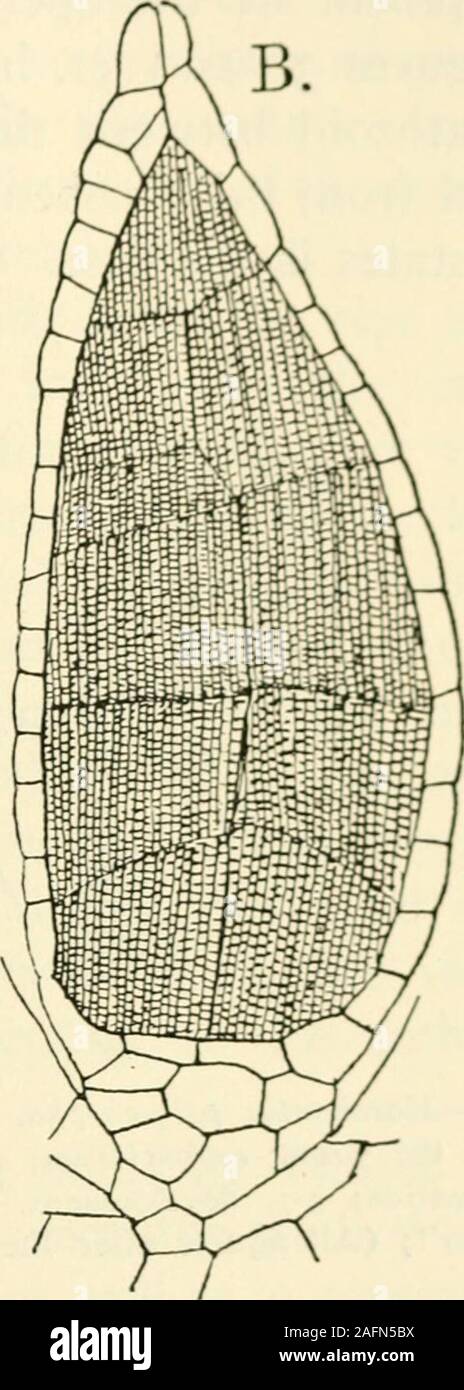 . The structure and development of mosses and ferns (Archegoniatae). Fig. i6.—Fimbriaria Californica. A. Longitudinal section of a fully-developed malereceptacle, X8; B, longitudinal section of a nearly ripe antheridium, Xioo; C,young sperm cells, X6oo; D, spermatozoids, X1200. Fimbriaria. In the earlier divisions of the sperm-cells, eachcell shows two centrosomes (Fig. 17, i), and Ikeno does notrecognise any difference between these and the so-calledblepharoplast of Webber and other recent students of sperma-togenesis, who look upon the blepharoplast as a different organfrom the centrosome. A Stock Photo