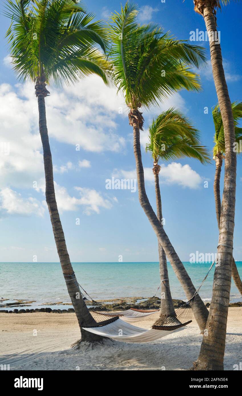 Inviting hammock swinging between coconut palm trees overlooking beach