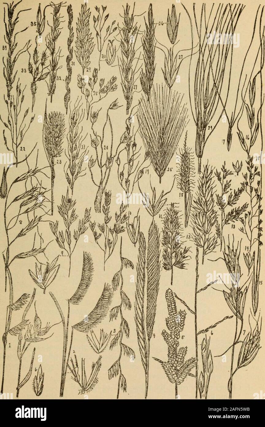 . Rocky Mountain flowers : an illustrated guide for plant-lovers and plant-users. stis purpurascens: Reed Grass 13. Agrostis hiemalis: Hair Grass; cluster; spikelet 14. Sporobolus tricholepis; cluster; spikelet 15. Stipa comata: Spear Grass 16. Stipa viridula 17. A.ristida purpurea: Wire Grass 18. Alopecurus geniculatus: Foxtail 19. Oryzopsis micrantha: Mountain Rice 20. Eriocoma cuspidata: Indian Millet 21. Muhlenbergia gracilis 22. Muhlenbergia gracillima 23. Phleum alpinum: Timothy BARLEY TRIBE • 24. Elymus sitanion 25. Hordeum jubatum: Squirreltail Grass 26. Agropyrum caninum: Wheat Grass, Stock Photo