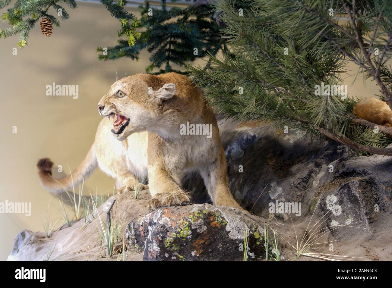 Cougar (Puma concolor) exhibit at the Albright Visitor Center, Yellowstone  National Park Information Center, Mammoth Hot Springs, Wyoming, USA Stock  Photo - Alamy