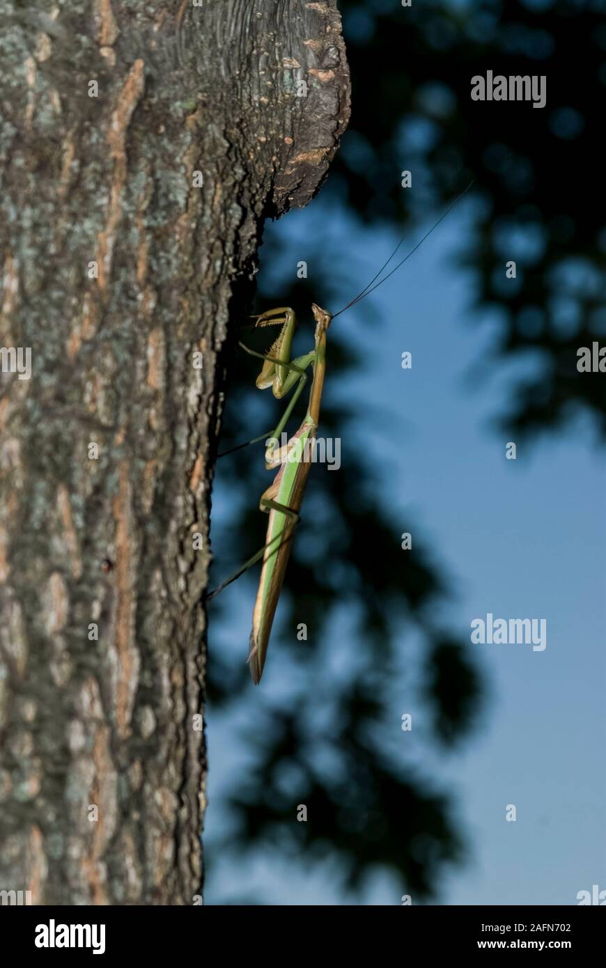 Leavenworth, Kansas.  Praying Mantis. Chinese Mantid, 'Tenodera aridifolia'  on tree trunk. Stock Photo