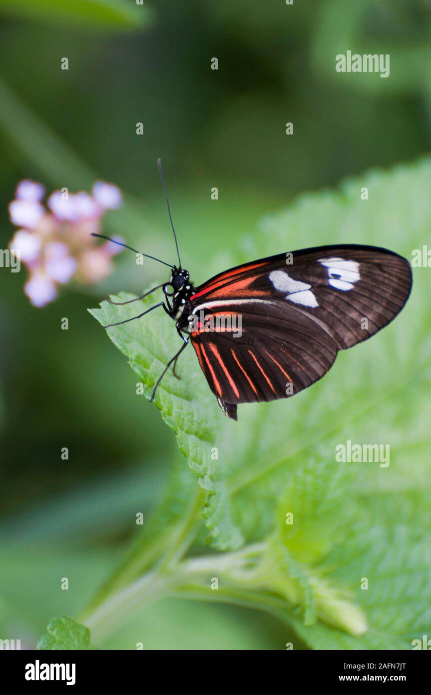 St. Paul, Minnesota. Como Park butterfly garden. Doris Longwing