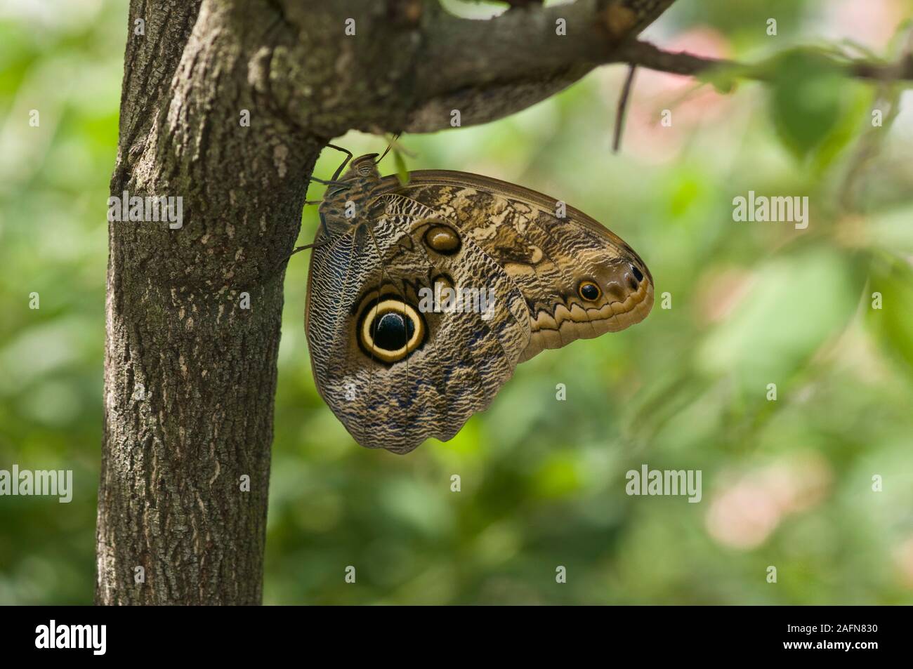 St. Paul, Minnesota. Butterfly Garden.  Common Giant Owl butterfly;  " Caligo eurilochus" on side of a tree. Native to South America. Stock Photo