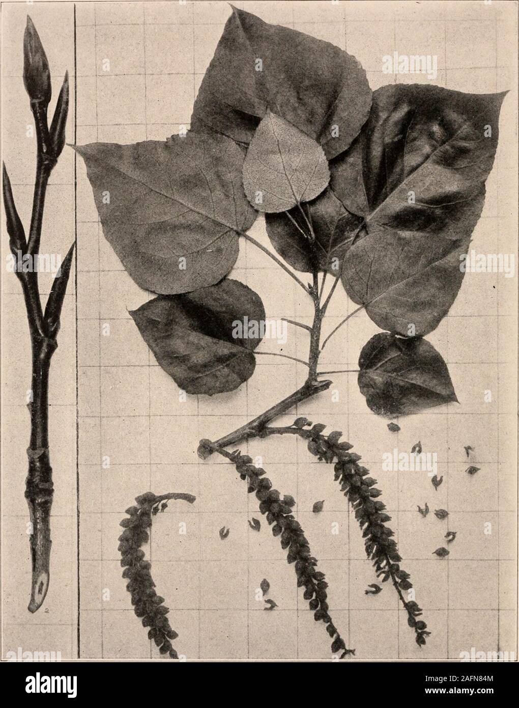 . Handbook of the trees of the northern states and Canada east of the Rocky mountains. Photo-descriptive. BALM OF GILEAD. Populus candlcans Ait.^. Fig. 16. Mature leaves and fruit, i ; branchlet in winter, 17. Trunk of a tree near Lowville, N. Y. Handbook of Tkees of the Xokthekx St: u Canada. 103 The Balm of Gilead when in its prime i» a beautiful large Poplar, attaining the height of70 or 80 ft. or more witli broad and irregularspreading top. and trunk attaining a thicknessof 3-G ft., vested in a rather thick firmly ridgedgray bark at base, while the ujjper trunk andbranches are covered with Stock Photo