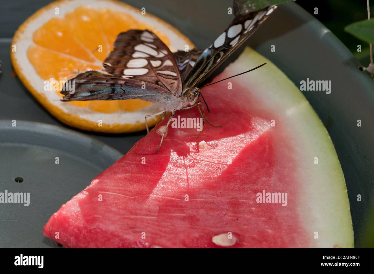 St. Paul, Minnesota. Como park Butterfly Garden. Malaysian Blue Clipper