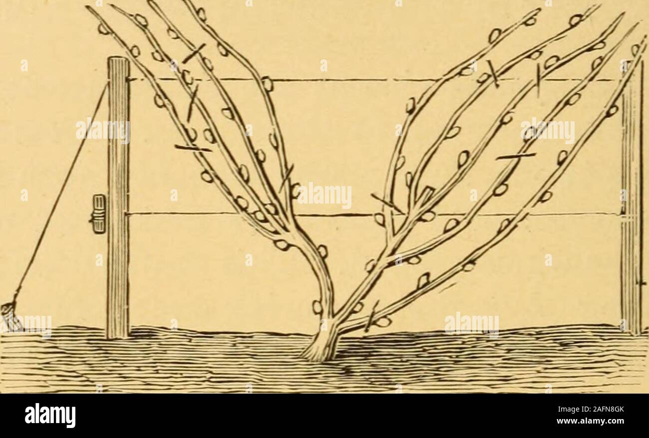 American Grape Growing And Wine Making Han To Stir The Soil In Wet Weather Ofthe Three Shoots Which May Grow Leave Two To Grow Un Checked The Weakest Is To Be