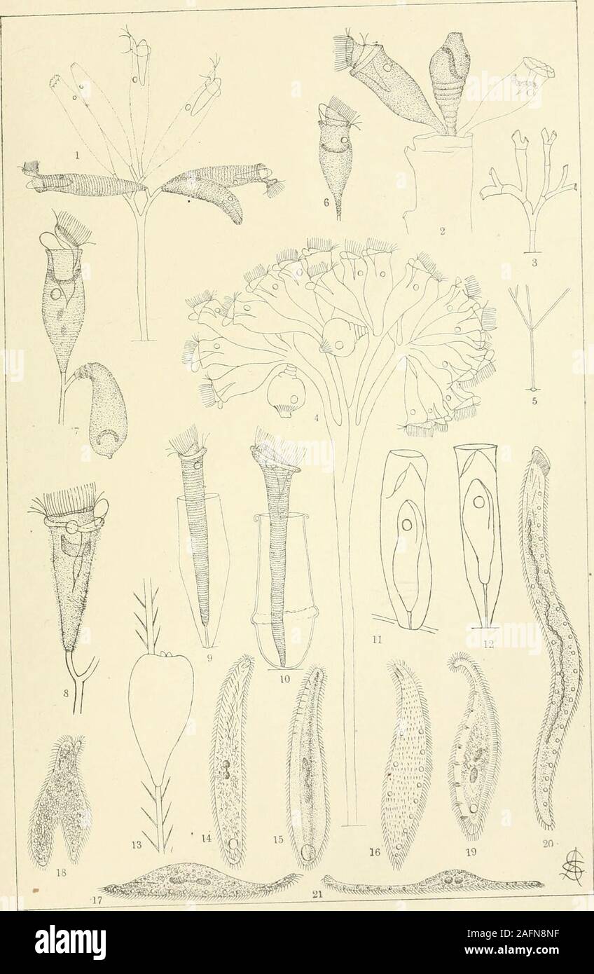 . Journal. PLATE IX. Fig. 1. Opercularia elongata. (After Kellicotl), p. 247. 2. rugosa. (After Kellicott), p. 248. 3. pedicle; diagram, p. 248. 4. plicatilis ; colony, p. 248. 5. pedicle; diagram, p. 248 6. single zooid, p. 248. 7. Allensi, p. 250. 8. vestita, p. 250. 9. Vaginicola leptosoma, p. 251. 10. annulata, p. 252. 11. Thuricolopsis innixa, p. 253. 12. Kellicottiana, p. 254. 13. Lagenophrys obovata, p. 261. 14. Liton otue trichocystus, p. 265. 15. carinatus, p. 267. 16. pleurosigma; ventral aspect, p. 266. 17. lateral aspect, p. 266. 18. in conjugation, p. 266. 19. helus, p. 268. 20. v Stock Photo