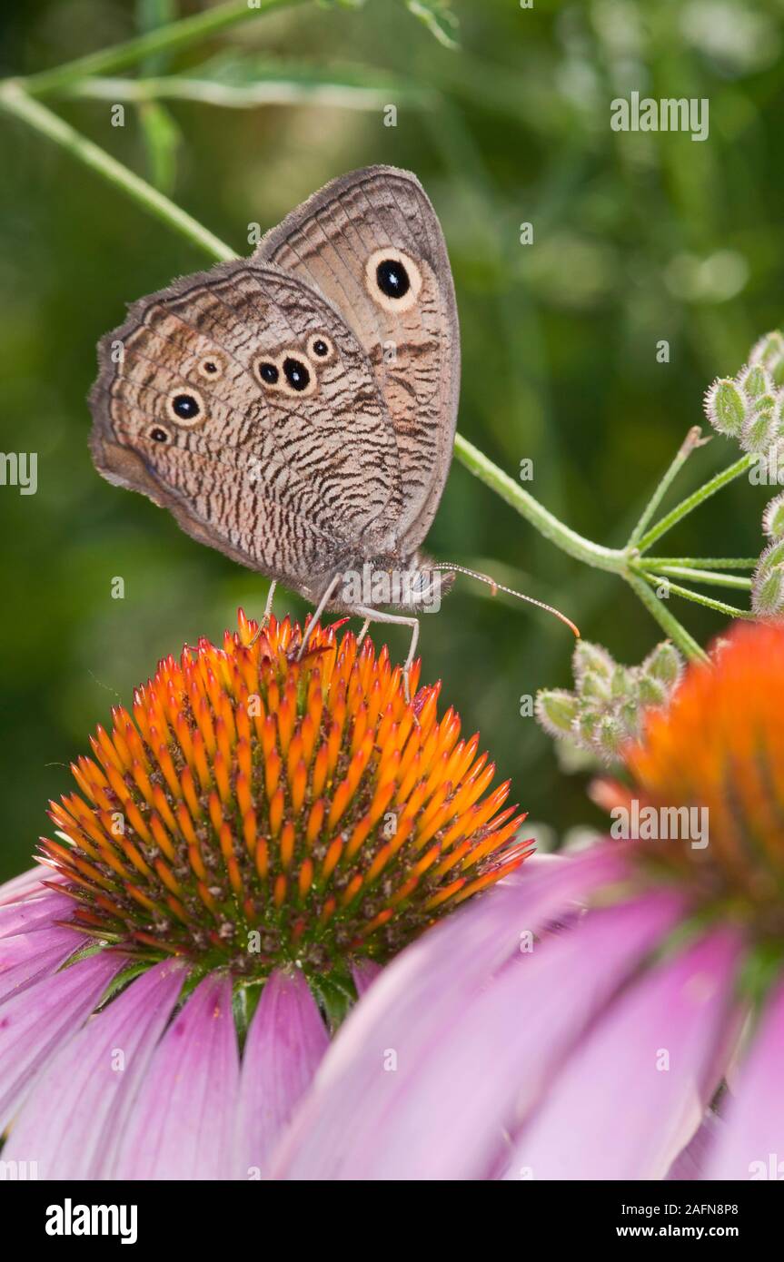 Leavenworth, Kansas.  Common Wood Nymph butterfly, " Cercyonis pegala"  also known as Wood-nymph, Grayling, Blue-eyed Grayling, and the Goggle Eye. Stock Photo
