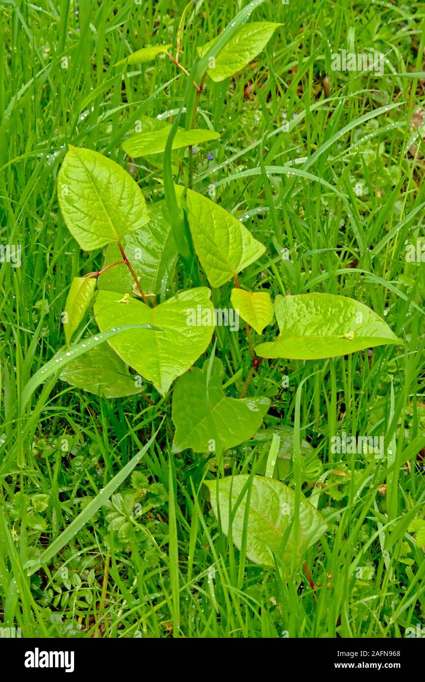 Knotweed Garden Stock Photos Knotweed Garden Stock Images Alamy