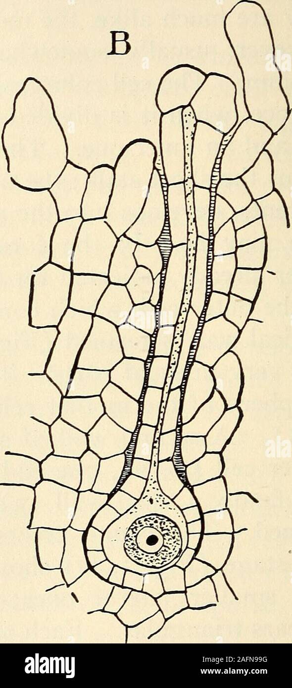 . The structure and development of mosses and ferns (Archegoniatae). Fig. 4.—^A, Archegonium of Riccia trichocarpa, showing the ventral canal cell (f),XS25; B, ripe archegonium of R. glauca, longitudinal section, X260. separates the ventral canal cell from the ^gg. The fourprimary cover cells enlarge a good deal as the archegoniumapproaches maturity, and divide by radial walls usually once,so that the complete number is normally eight—Janczewskigives ten in R. BischoMi. The basal cell finally divides into asingle lower cell which remains undivided, completely sunk inthe thallus, and an upper c Stock Photo