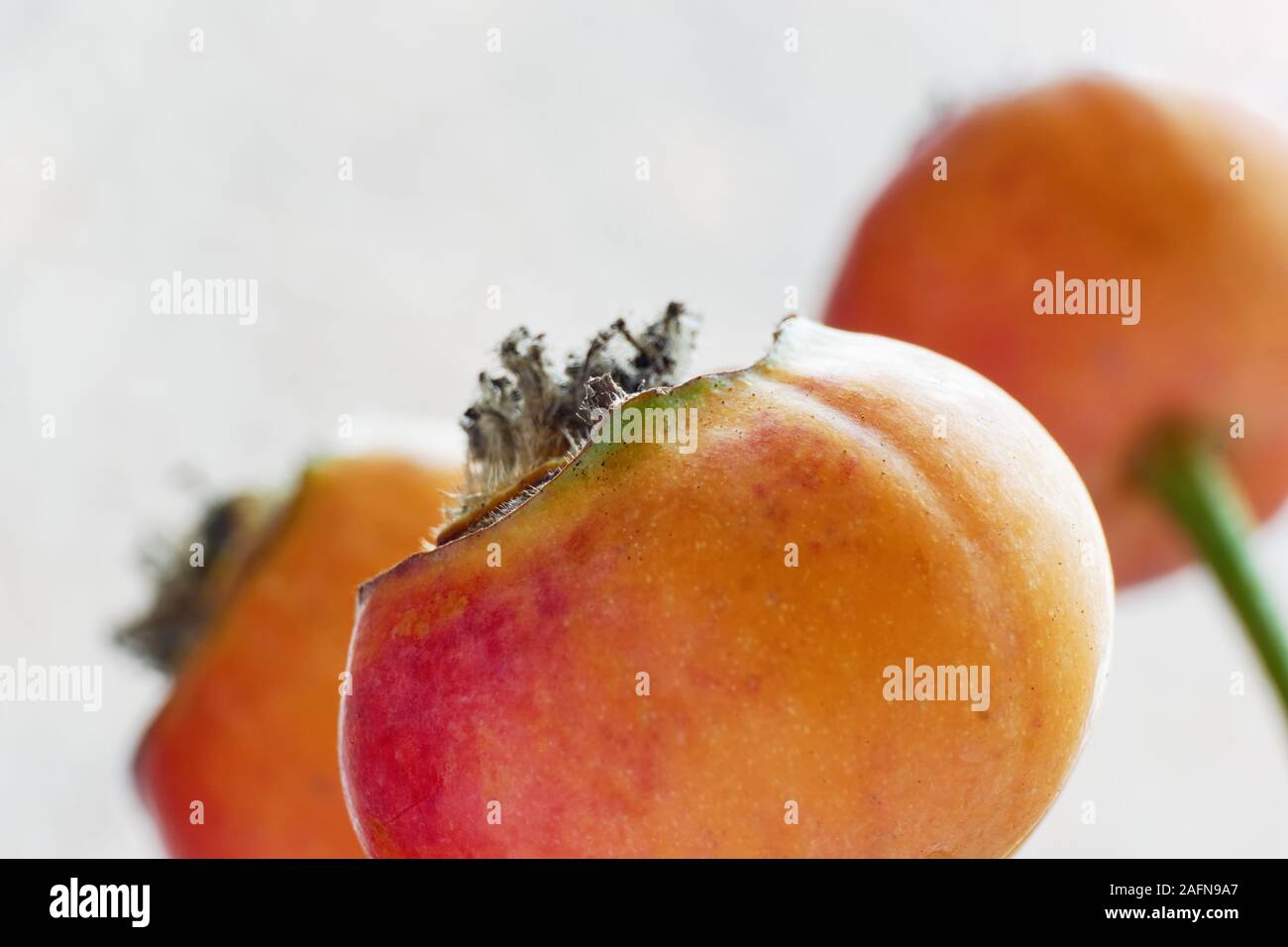 Close-up of dry orange red organic winter rose hips against a light grey background Stock Photo