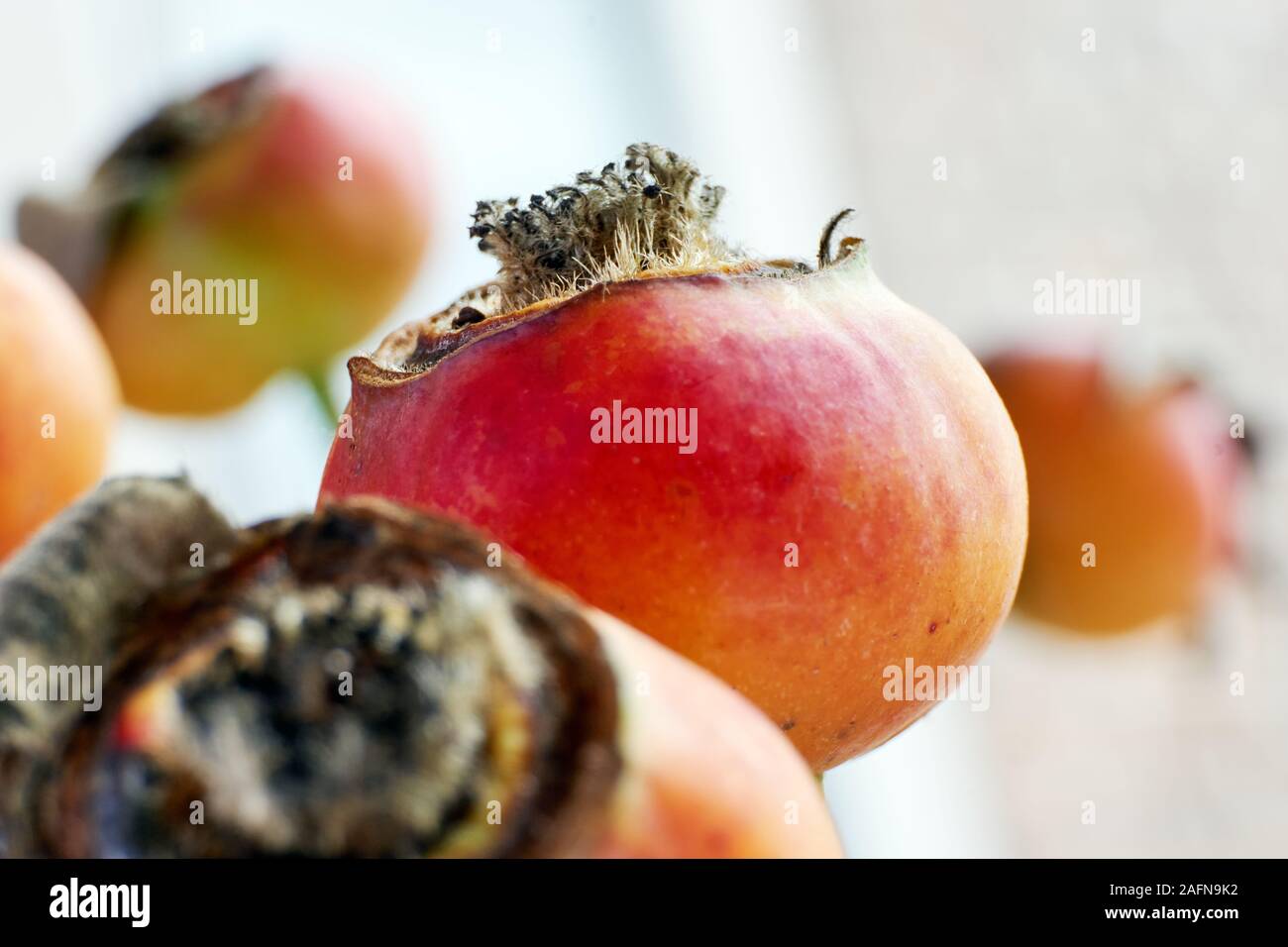 Close-up of dry orange red organic winter rose hips against a white background. Stock Photo