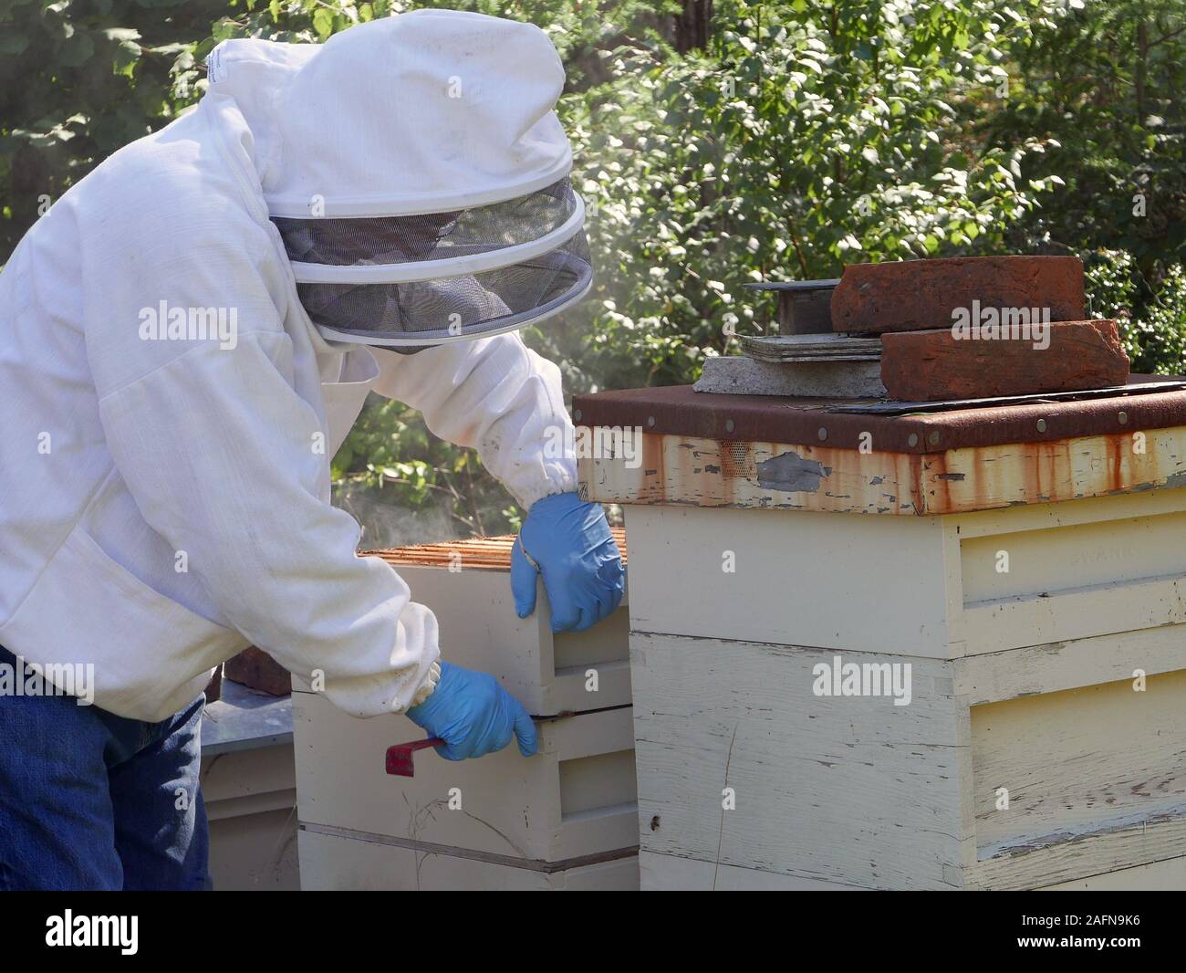 A Beekeeper in a beekeepers suit with headgear opening up a hive and separating a brood box wearing rubber gloves Stock Photo