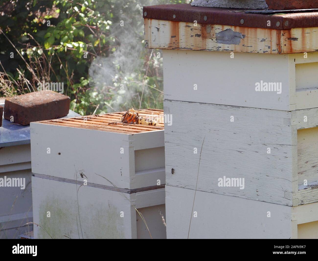 Two Beehives with one of them being open showing the frames with bees and beeswax visible and smoke nearby Stock Photo