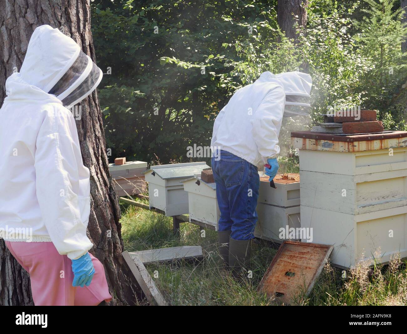 Two people dressed in Beekeeping costumes with one managing and opening a Beehive Stock Photo