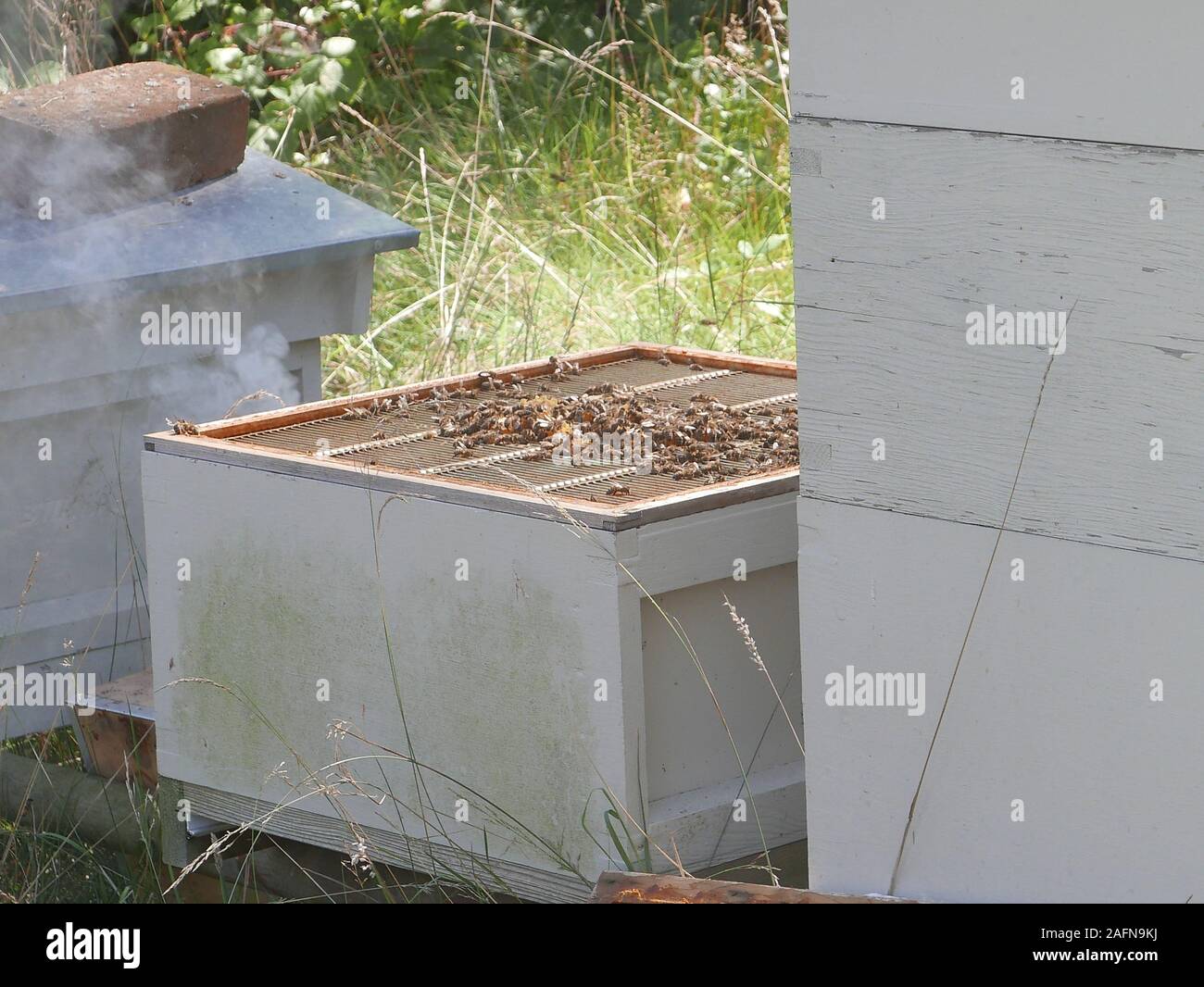 Bees resting on a wire bound Queen excluder on top of an open brood frame box with smoke wafting nearby Stock Photo