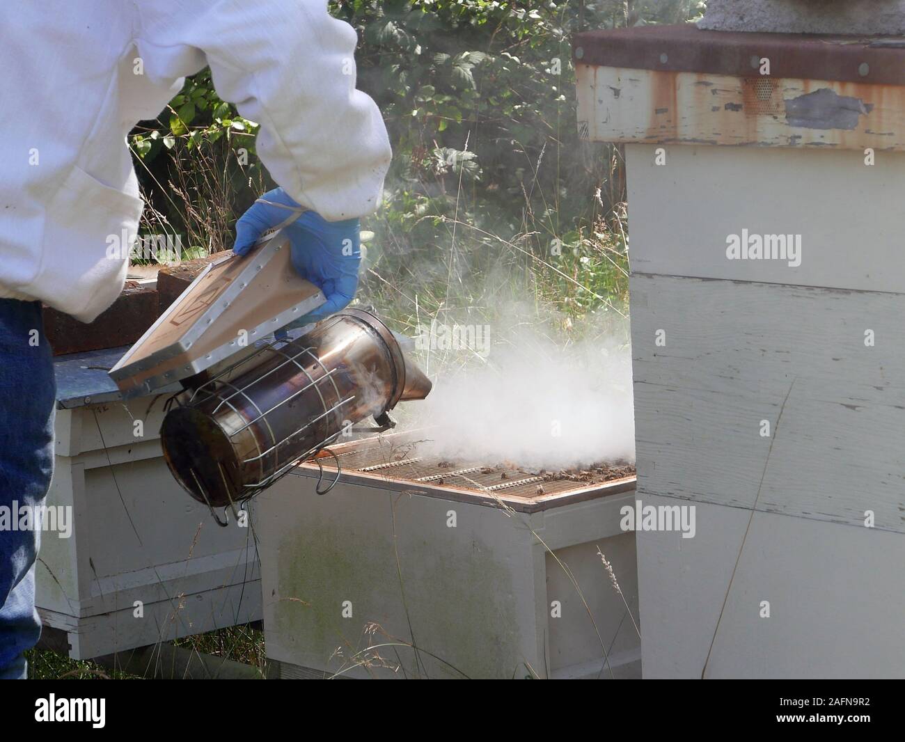 Smoking a bee-hive in order to subdue the bees and inspect their hive Stock Photo