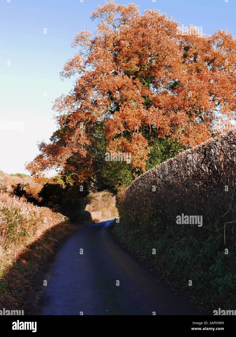 An old Oak tree covered in autumnal foliage with ivy growing up within on a country lane beside a river, half in shade and a beautiful autumn day Stock Photo