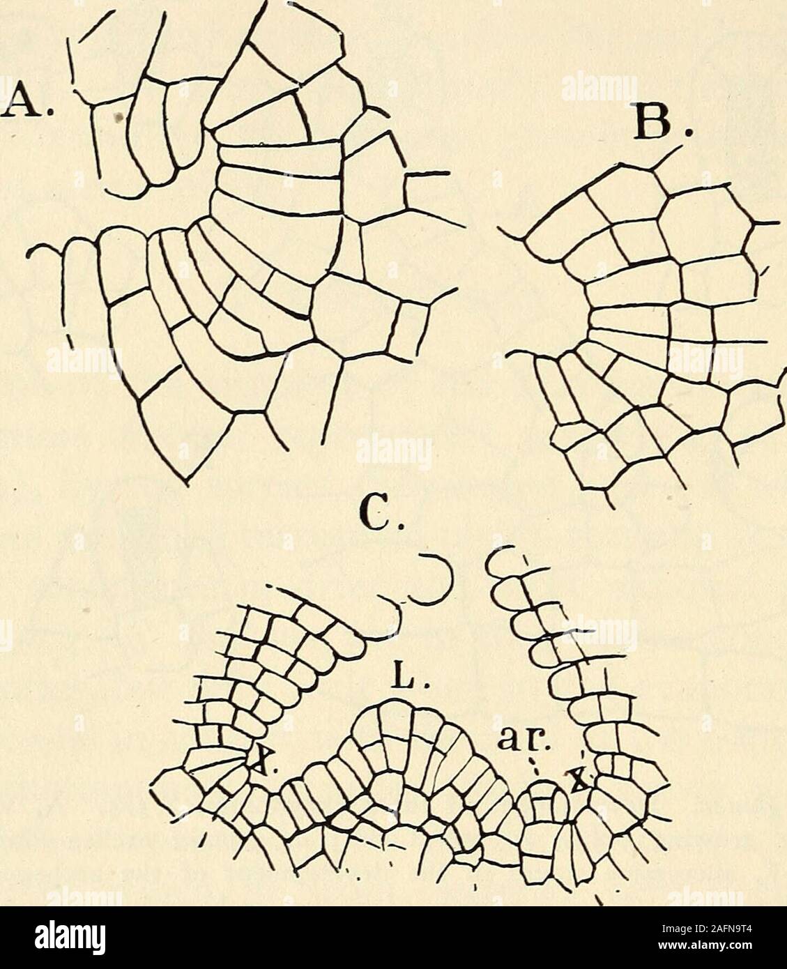 . The structure and development of mosses and ferns (Archegoniatae). r pits to be formed between the adja-cent cells (Fig. 3, C). The subsequent divisions in the papillaeare all transverse, and this transforms each papillate surface cellinto a row of cells which, as it elongates, causes the pitsbetween it and the adjacent ones to become deep but narrowair-channels, so that in the older parts of the thallus the upperportion is composed of closely-set vertical rows of chlorophyll-bearing cells separated by narrow clefts opening at the surface. 26 MOSSES AND FERNS CHAP. In Riccia glauca, as well Stock Photo