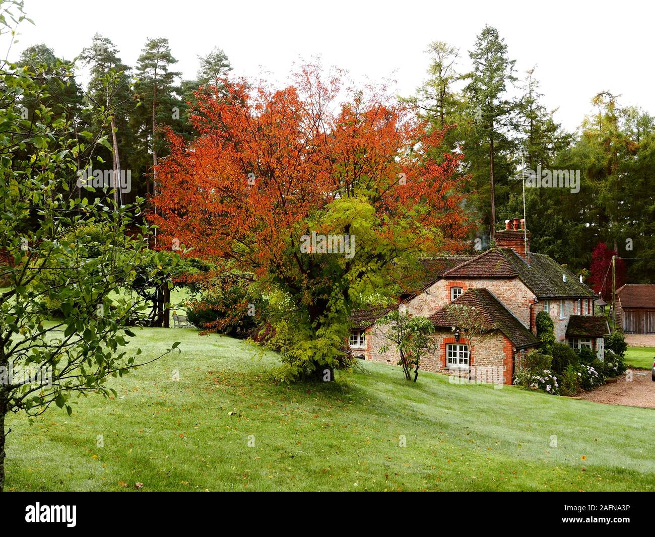 Quintessential Country Cottage in Hampshire with Cherry Tree combined with Trumpet Creeper in autumn, a pine forest in the background Stock Photo