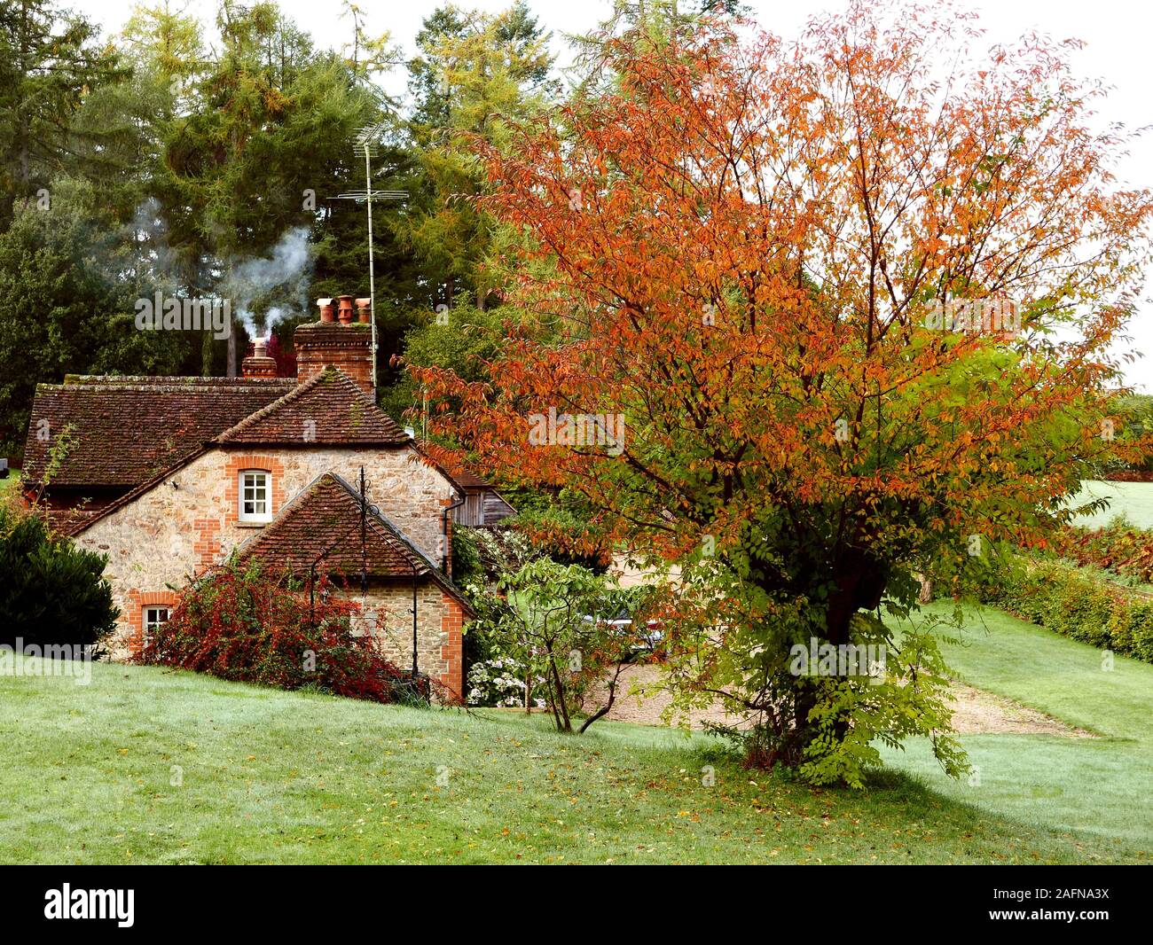Quintessential English country cottage in autumn with smoke coming from its chimney, dew on the lawn, and a cherry tree with Trumpet Creeper Stock Photo