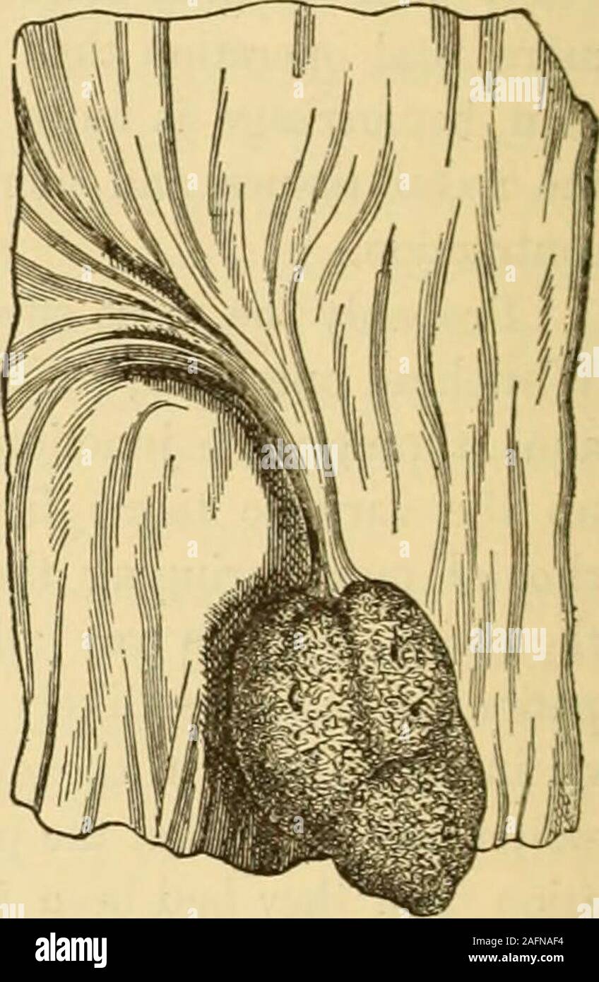 Booksubjectgynecology Hi Res Stock Photography And Images Page 3 Alamy