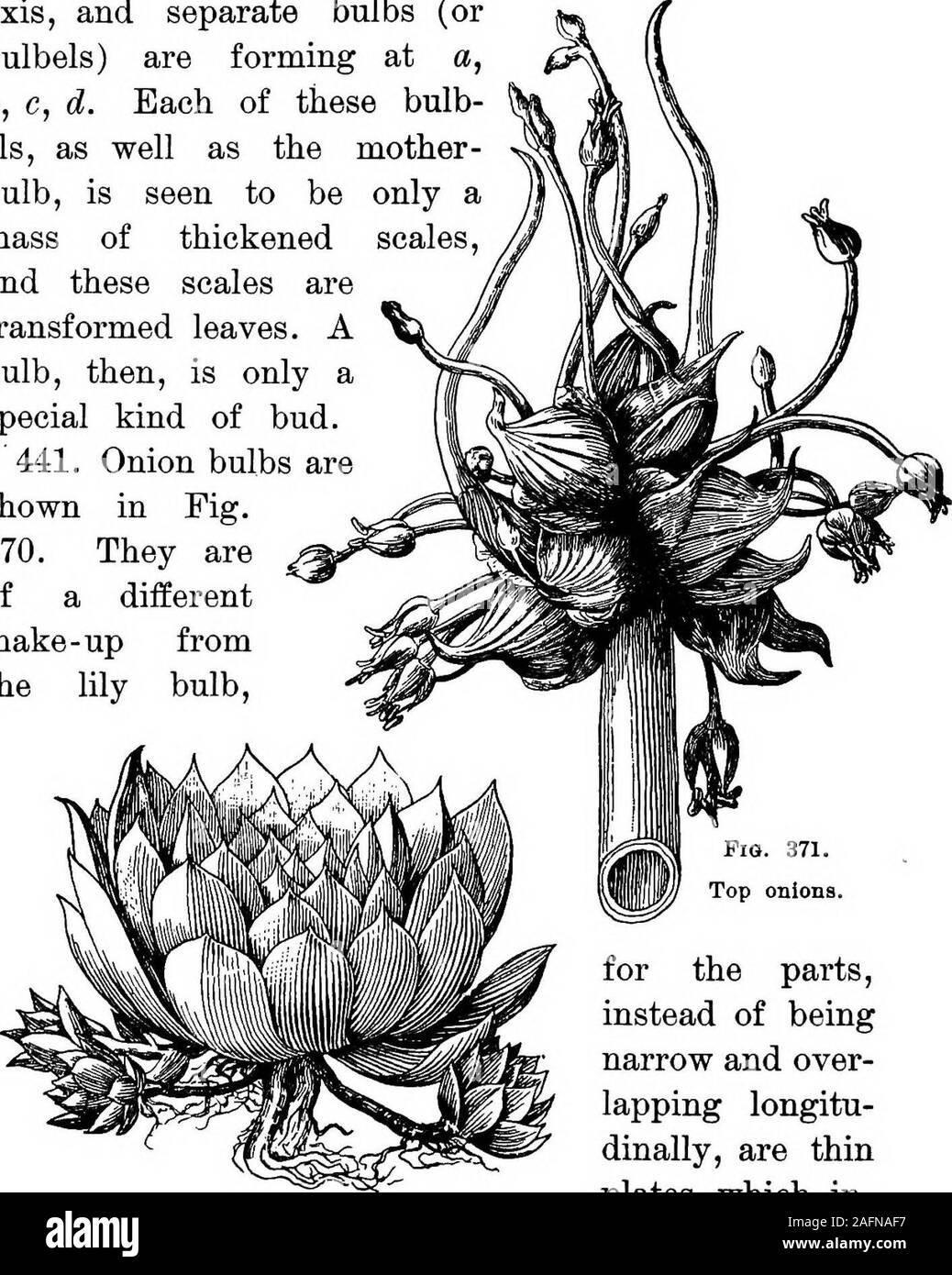 . Lessons with plants. Suggestions for seeing and interpreting some of the common forms of vegetation. Pig. 370.Onion bulbs. 354 LUSSOlfS WITH PLANTS axis, and separate bulbs (orbulbels) are forming at ab, c, d. Each of these bulb-els, as well as the mother-bulb, is seen to be only amass of thickened scales,and these scales aretransformed leaves. Abulb, then, is only aspecial kind of bud.441. Onion bulbs areshown in Fig.370. They areof a differentmake-up fromthe lily bulb.. Pig. 372.Bosette and offsets of house-leek. Fig. 371.Top onions. for the parts,instead of beingnarrow and over-lapping lo Stock Photo
