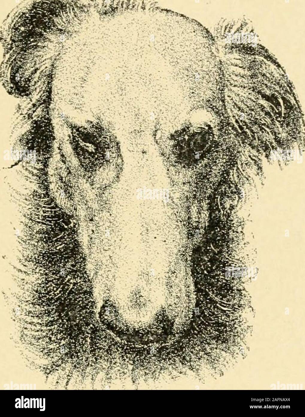 What Happens If A Dog Eats A Colored Pencil