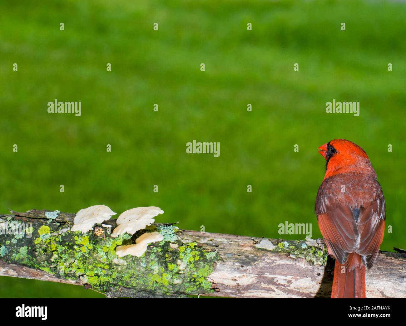 Vadnais Heights, Minnesota.  Male Northern Cardinal, Cardinalis cardinalis, sitting on branch with mushrooms in the summer time and a green background Stock Photo