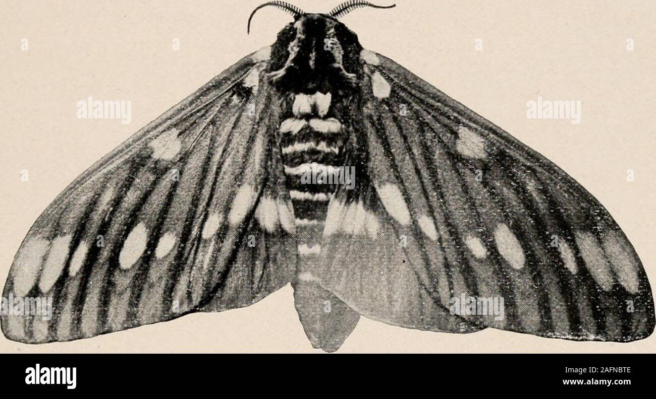 . Introduction to zoology; a guide to the study of animals, for the use of secondary schools;. .u in stem. Nat. size. Photo, THE BUTTERFLY AND ITS ALLIES to spin the cocoons on prepared twigs or straw. A fewdays after the cocoon is completed its inhabitant is killed. FIG. 23. — Citheroma rcf/al!x, the Regal moth. Olive and red wings, yellowspots. Nat. size. Photo, hy W. H. C. P. in-hot water. The cocoon is made of a continuous threadabout three thousand metres long, of which, however, only Stock Photo