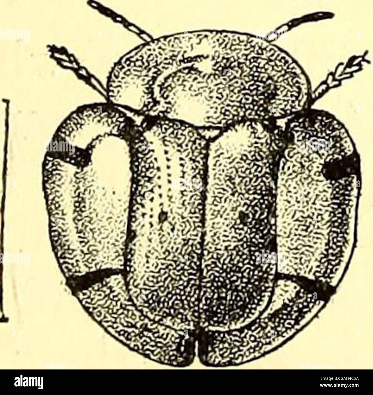 . Coleoptera : general introduction and Cicindelidae and Paussidae. Fig. 83.—Botryo-nopa sh&ppardi. The larvae of the Cassidi?st.e are remarkable for their habit of. Stock Photo