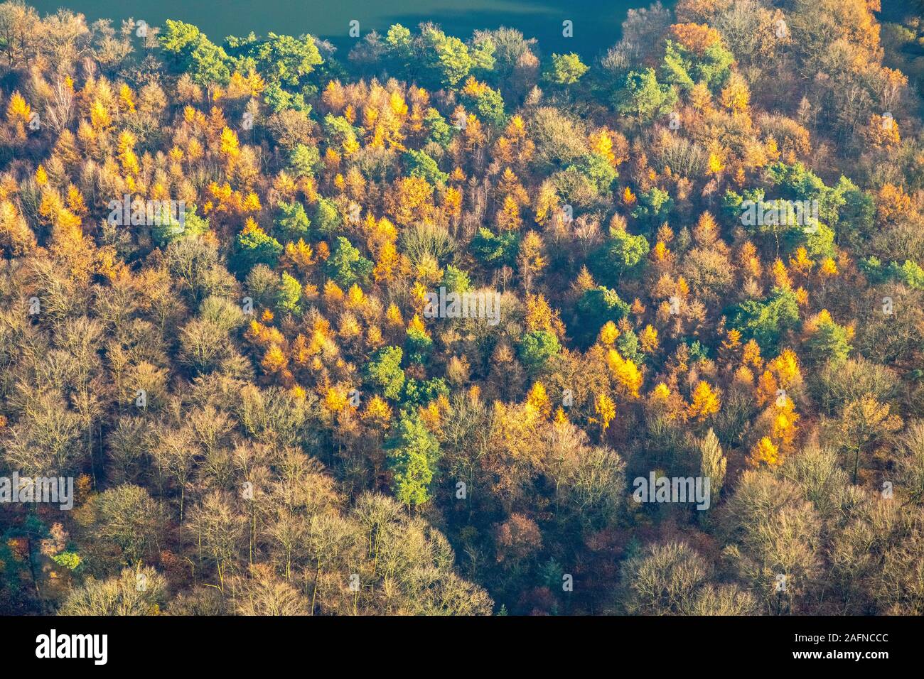 aerial photo, mixed forest at the lake, Haltern am See, Ruhr area, North Rhine-Westphalia, Germany, DE, Europe, aerial photo, aerial photography, aeri Stock Photo