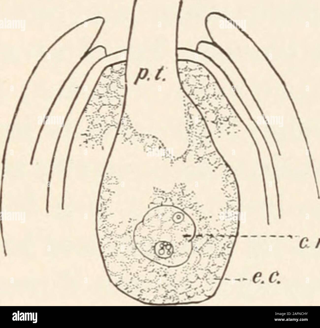 . The animans and man; an elementary textbook of zoology and human physiology. c n. s.n. FIG. 235. Diagram of section of pistil and ovary of a flower, showing thedescent of the pollen tube and its entrance into the ovule, p. g., pollen-grain; p. /., pollen-tube; e. s., embryo sac; e. c., egg-cell; s. n., spermnucleus. Left-hand figure (1) shows the pollen-tube grown down,around and up into the ovary with the sperm-nucleus just entering theovule; right-hand figure (2) shows the fusion of the sperm-nucleus.(After Stevens.) animals; a germ- (sperm-) cell from one individual (male orhermaphrodite) Stock Photo