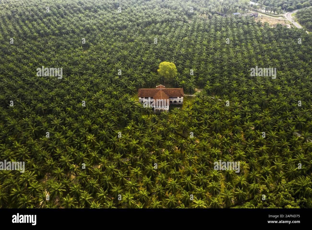 Palm tree plantation Stock Photo