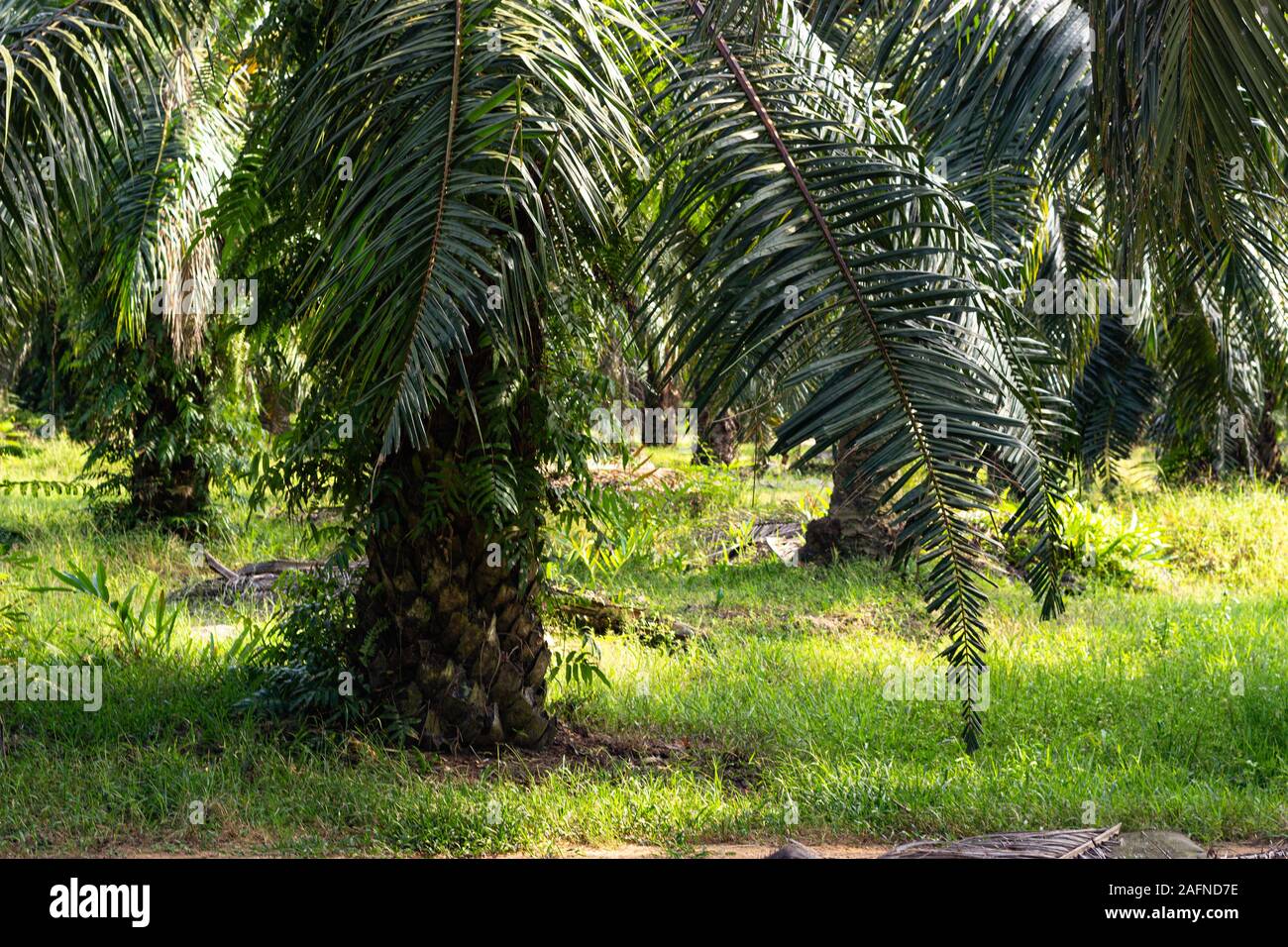 Palm trees at a Palm Oil Plantation in South East Asia Stock Photo Alamy
