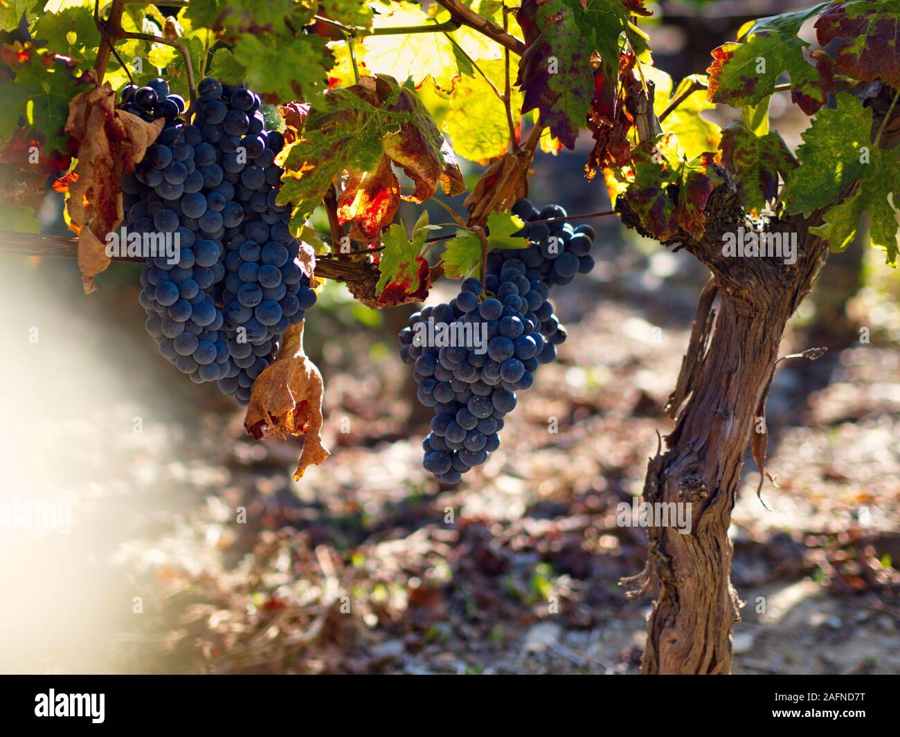 Olive tree portugal douro hires stock photography and images Alamy