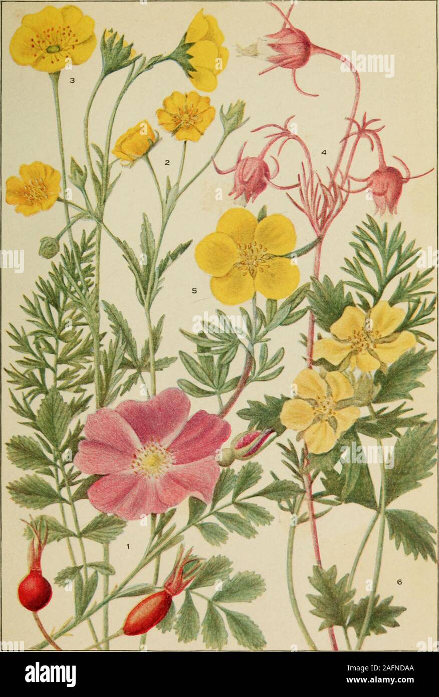 . Rocky Mountain flowers : an illustrated guide for plant-lovers and plant-users. aves entire, revolute, smooth, leathery, lance- oblong to linear C. ledifolius Chamaebatiaria Maximowicz 1879(Resembling Chamaebatia, a low bramble) „Sepals 5, united into a calyx, petals 5, white, stamens many, pistils 5,hairy, follicles leathery, 1-valved, united at the base; flowers in terminalleafy panicles; leaves leathery, twice-pinnately dissected; shrub.Stems diffusely branched; leaves narrowly lanceolate C. millefolium Chamaerhodus Bunge 1829 Ground Rose(Gr. chamae, on the ground, rhodon, rose) Sepals 5, Stock Photo