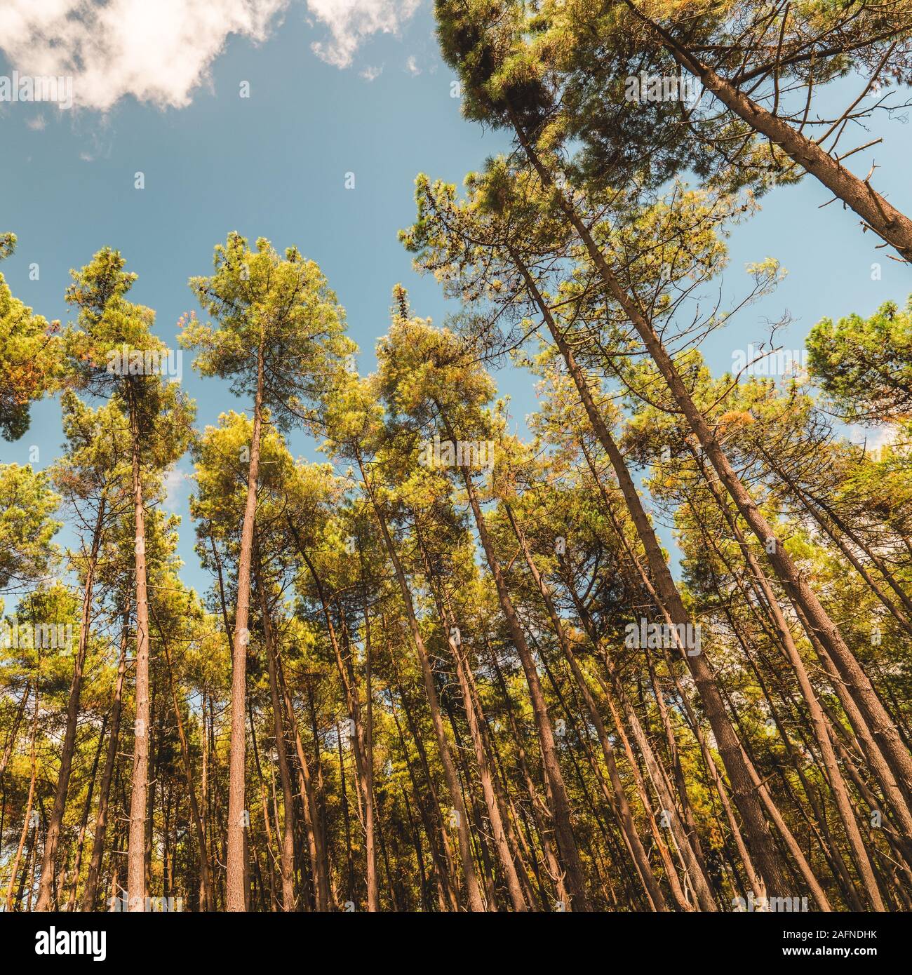 Old high rise building tall trees and water hi-res stock photography ...